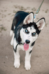 Cute siberian husky puppy dog play outdoors at sunny summer weather