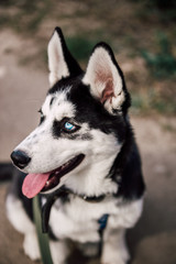 Cute siberian husky puppy dog play outdoors at sunny summer weather