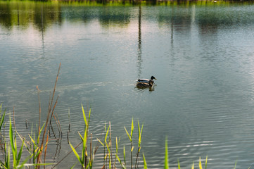 Duck couple on river coaston sunny day
