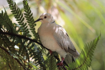 Ringneck Dove (Streptopelia roseogrisea)