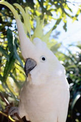 Sulphur-Crested Cockatoo (Cacatua galerita)