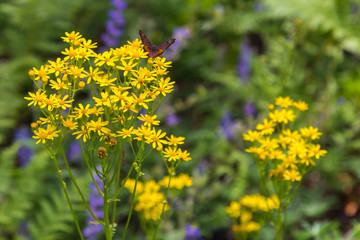 Butterfly on Yellow Spring Flowers, Arizona, USA