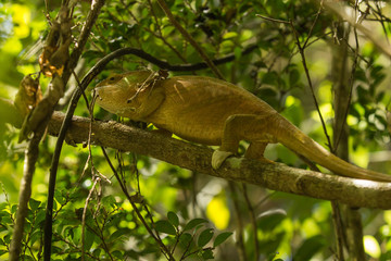 ein Chamäleon auf dem Baum