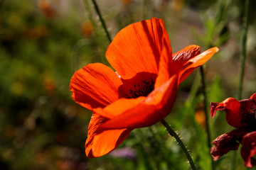 Backlit red poppy