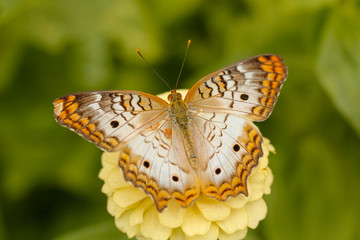 White Peacock butterfly close-up macro shot 