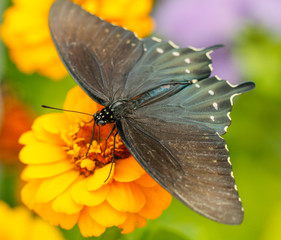 North American Swallowtail butterfly close up macro shot 