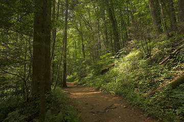 Fototapeta na wymiar Trail in Pisgah National Forest