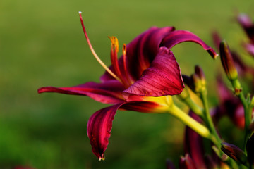 Purple Autumn Lily