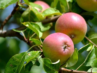 MacIntosh In Full Blush