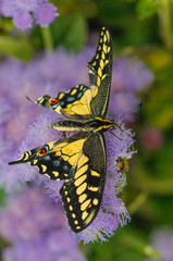 North American Tiger Swallowtail butterfly close up macro shot 