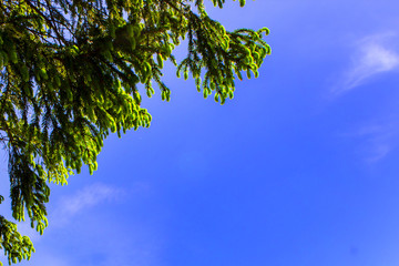 Green spruce on a blue sky background, space for text