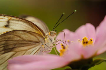 White sulphur butterfly - new born waiting for wings to be inflated with fluid 