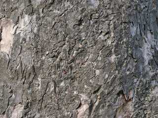 Close up of tree bark texture gray