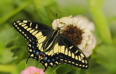 North American Tiger Swallowtail butterfly close up macro shot 