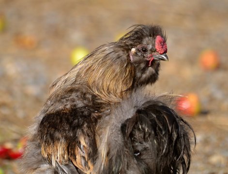 Banty Rooster