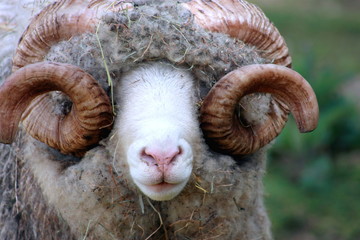 Close Up of a Dorset Ram