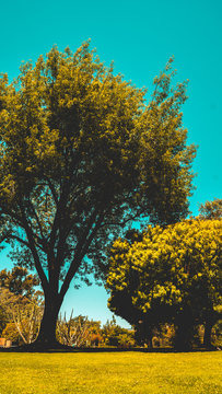 Summer Tree Retro