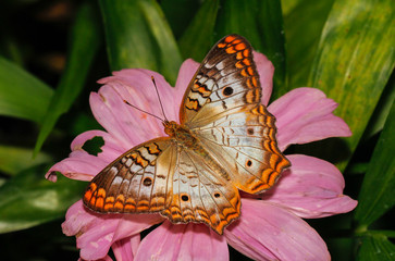 Obraz premium White Peacock butterfly close up macro shot 