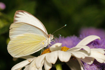 White sulphur butterfly - new born waiting for wings to be inflated with fluid 