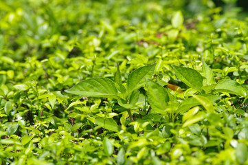 green fresh in garden