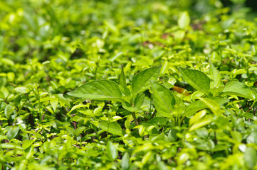 green fresh in garden