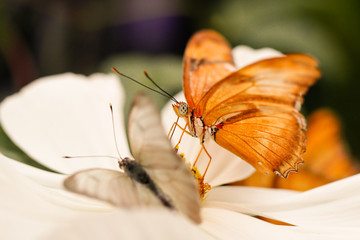 Julia butterfly close up macro shot