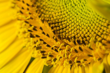 Sunflower: Up Close and Personal