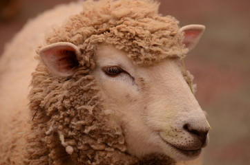 Fototapeta premium ヒツジ