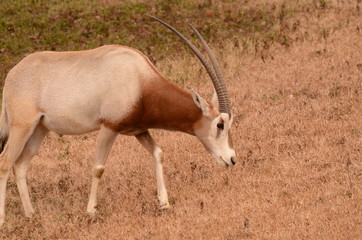 シロオリックス