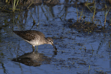 Bruchwasserläufer (Tringa glareola) - Wood sandpiper