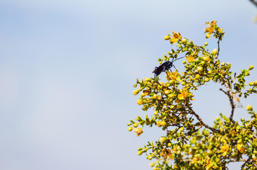 Desert beetle fly with large stinger on Larrea tridentata chaparral tree