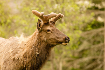 Elk Bull