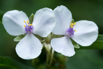 Fototapeta na wymiar White Flowers in Full Bloom