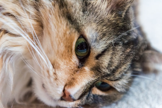 Portrait closeup of calico tabby maine coon cat lying down