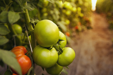 Closeup of green young tomato in greenhouse 