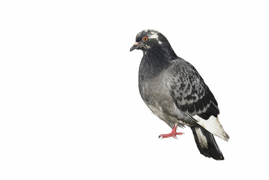 Pigeon isolated on white