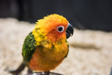 Sun fancy conure colorful parrot eating talking