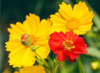 Bright flowers of avens and coreopsis, macro