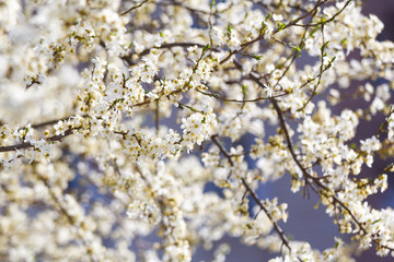 A spring beautiful photo of the white apple tree blossom with the bees flying around the flowers