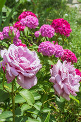 Pink roses on a background of flowering sweet-william, close-up