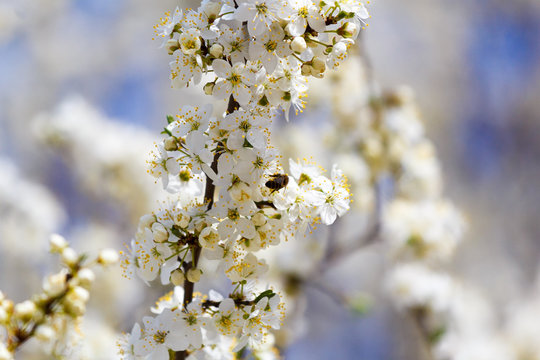 A spring beautiful photo of the white apple tree blossom with the bees flying around the flowers