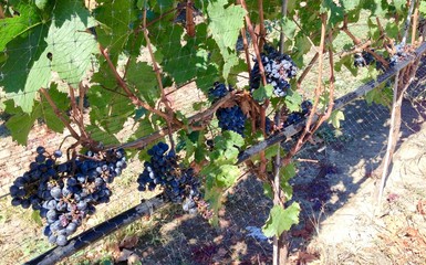 Purple grapes green leaves vineyard