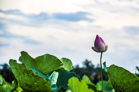 Naklejki ping lotus