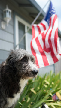 Dog stands in front of house with American Flag