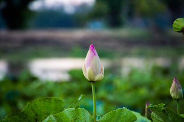 ping lotus