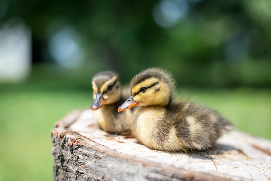 Cute little mallard ducklings (Anas platyrhynchos) resting on tree stump in nature