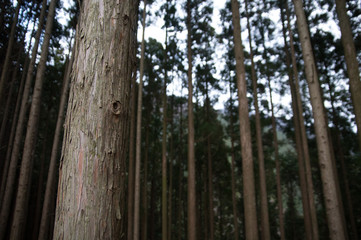 Fototapeta premium 檜林