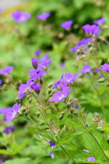 Woodland geranium Geranium sylvaticum flowering