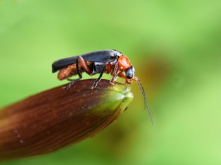 Soldier beetle of the genus Cantharis sitting on a flower bud