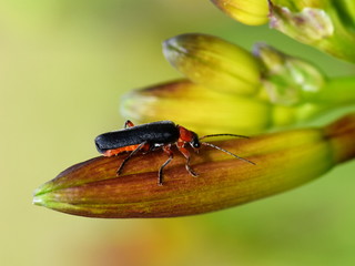 Soldier beetle of the genus Cantharis sitting on a flower bud